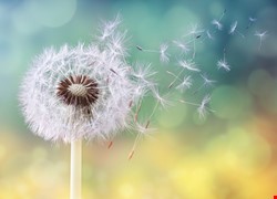 認識化療藥品Ramucirumab