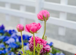 肺癌治療新趨勢：質子治療在精準控癌上的角色