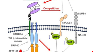 Targeting human leukocyte antigen G with chimeric antigen receptors of natural killer cells convert immunosuppression to ablate solid tumors img