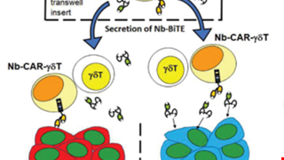 BiTE-Secreting CAR-γδT as a Dual Targeting Strategy for the Treatment of Solid Tumors img