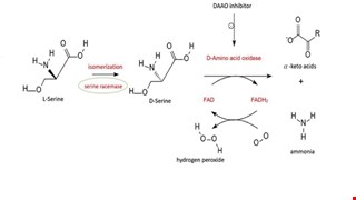 Targeting D-Amino Acid Oxidase (DAAO) for the Treatment of Schizophrenia: Rationale and Current Status of Research img